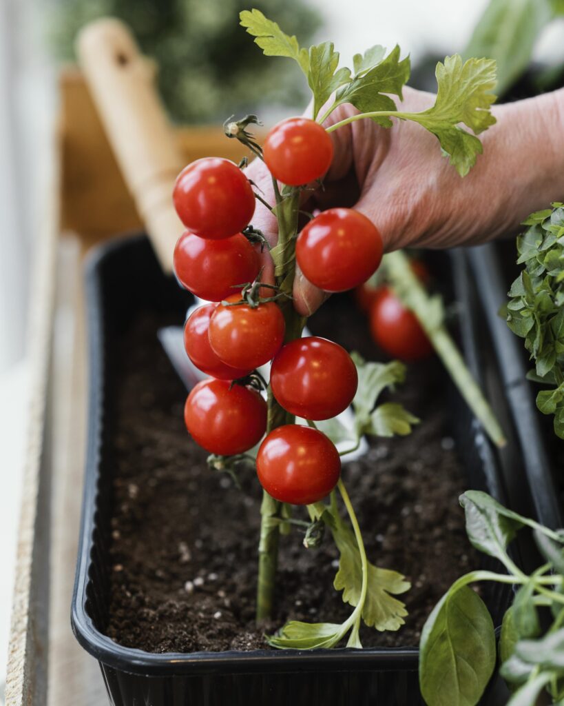 How to Grow Tomatoes in Containers