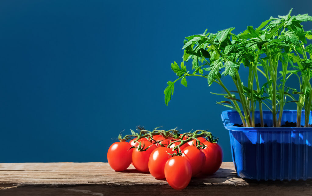 How to Grow Tomatoes in Containers